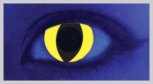 YELLOW CAT
