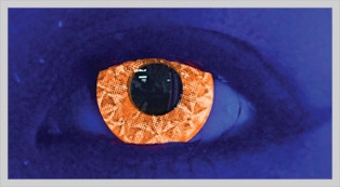 ZAA ORANGE